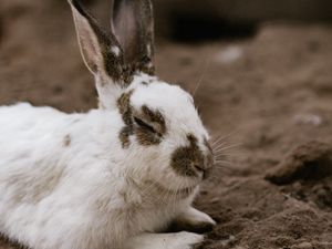 Preview wallpaper rabbit, white, spotted, animal, cute