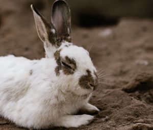 Preview wallpaper rabbit, white, spotted, animal, cute