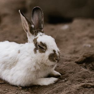 Preview wallpaper rabbit, white, spotted, animal, cute