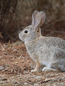 Preview wallpaper rabbit, wild, animal