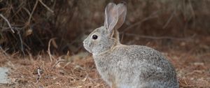 Preview wallpaper rabbit, wild, animal