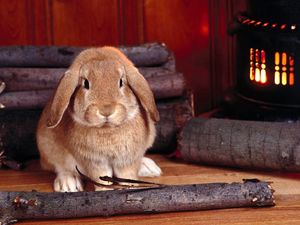 Preview wallpaper rabbit, wood, stove, sit