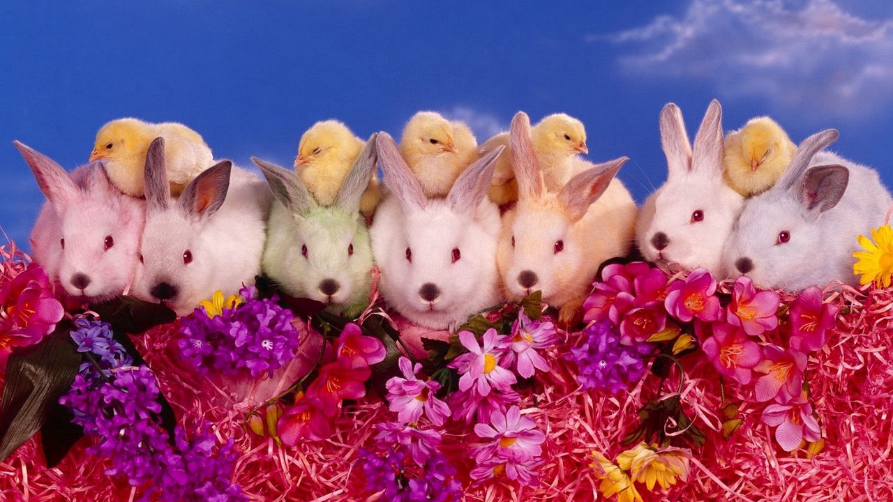 Wallpaper rabbits, chickens, flowers, lots of