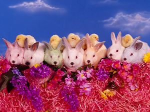Preview wallpaper rabbits, chickens, flowers, lots of
