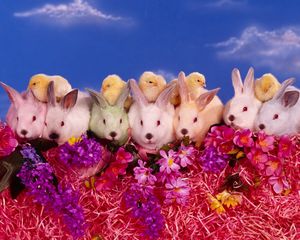 Preview wallpaper rabbits, chickens, flowers, lots of