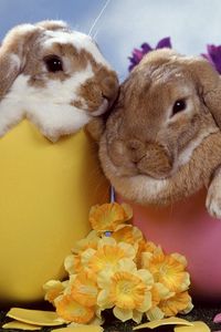 Preview wallpaper rabbits, couple, flowers, sleep