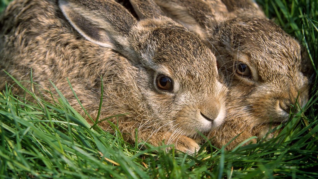 Wallpaper rabbits, couple, grass, funk, hiding