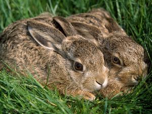 Preview wallpaper rabbits, couple, grass, funk, hiding