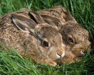 Preview wallpaper rabbits, couple, grass, funk, hiding