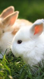 Preview wallpaper rabbits, couple, grass, fur, beautiful