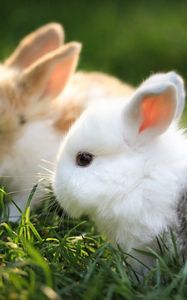 Preview wallpaper rabbits, couple, grass, fur, beautiful