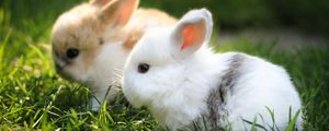 Preview wallpaper rabbits, couple, grass, fur, beautiful