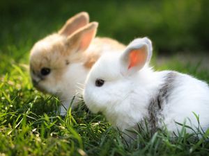 Preview wallpaper rabbits, couple, grass, fur, beautiful