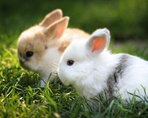 Preview wallpaper rabbits, couple, grass, fur, beautiful