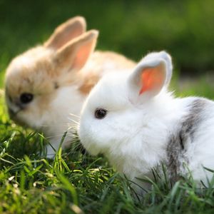 Preview wallpaper rabbits, couple, grass, fur, beautiful