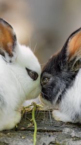 Preview wallpaper rabbits, cute, bunnies, animals, nature