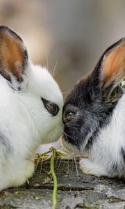 Preview wallpaper rabbits, cute, bunnies, animals, nature