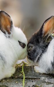 Preview wallpaper rabbits, cute, bunnies, animals, nature