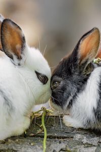 Preview wallpaper rabbits, cute, bunnies, animals, nature