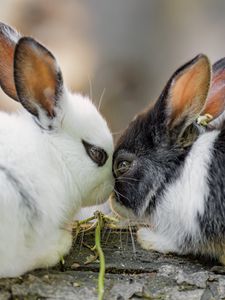 Preview wallpaper rabbits, cute, bunnies, animals, nature