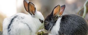 Preview wallpaper rabbits, cute, bunnies, animals, nature