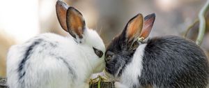 Preview wallpaper rabbits, cute, bunnies, animals, nature