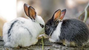 Preview wallpaper rabbits, cute, bunnies, animals, nature