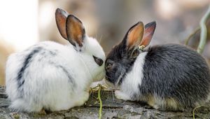 Preview wallpaper rabbits, cute, bunnies, animals, nature