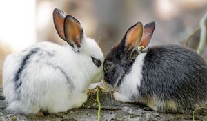 Preview wallpaper rabbits, cute, bunnies, animals, nature