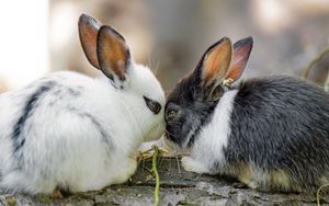 Preview wallpaper rabbits, cute, bunnies, animals, nature
