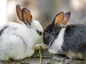 Preview wallpaper rabbits, cute, bunnies, animals, nature