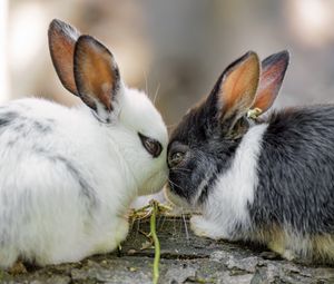 Preview wallpaper rabbits, cute, bunnies, animals, nature