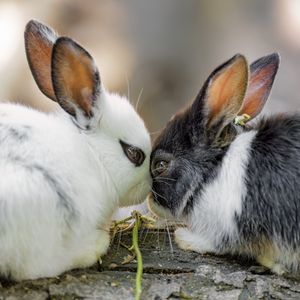 Preview wallpaper rabbits, cute, bunnies, animals, nature