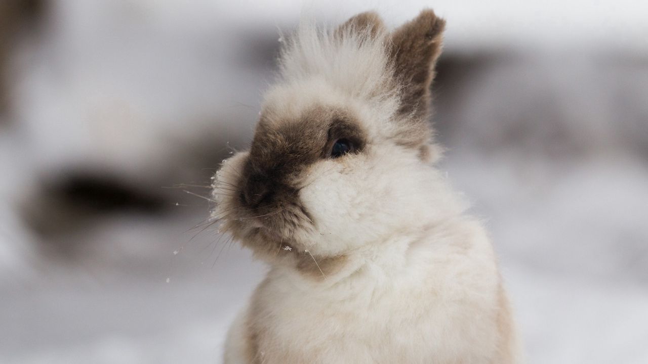 Wallpaper rabbits, decorative, fluffy, ears