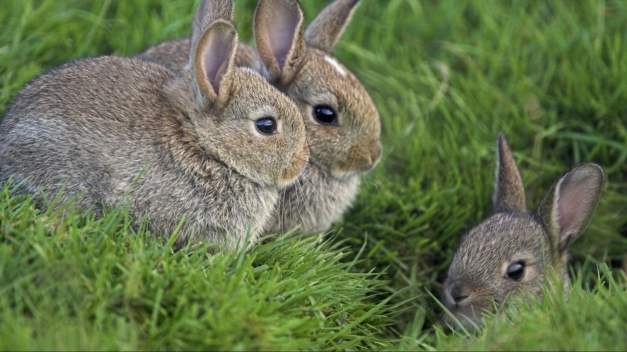 Wallpaper rabbits, grass, three, sit, hide, fear, masking