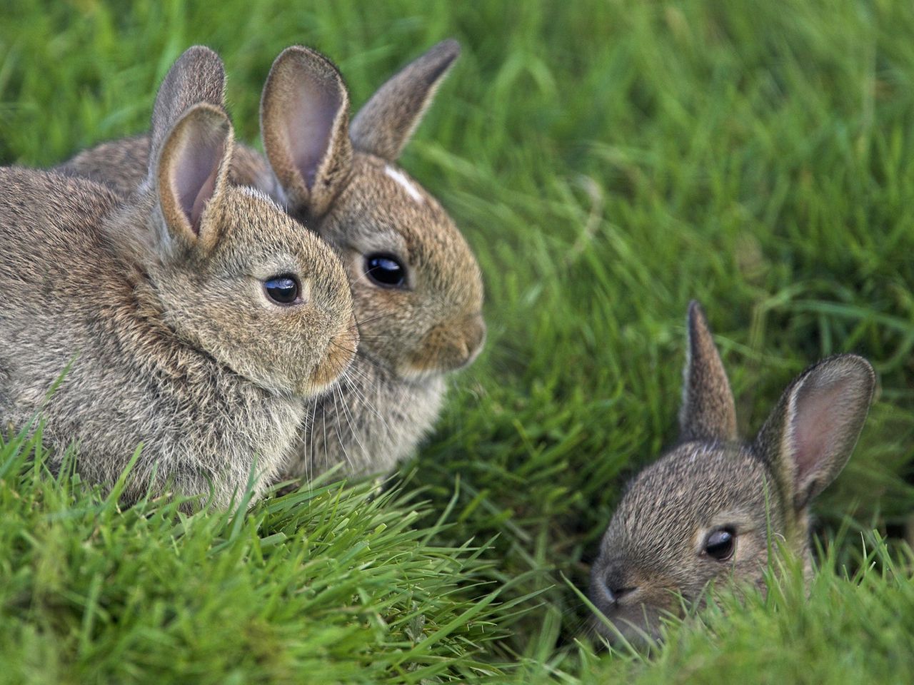 Download wallpaper 1280x960 rabbits, grass, three, sit, hide, fear