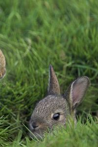 Preview wallpaper rabbits, grass, three, sit, hide, fear, masking