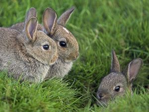 Preview wallpaper rabbits, grass, three, sit, hide, fear, masking