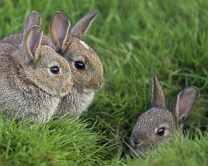 Preview wallpaper rabbits, grass, three, sit, hide, fear, masking