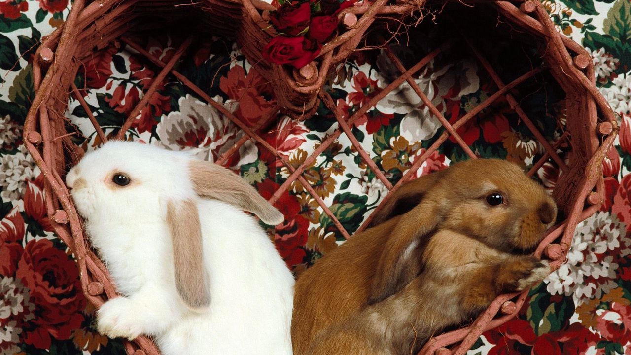 Wallpaper rabbits, pair, ears, sit