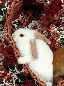 Preview wallpaper rabbits, pair, ears, sit