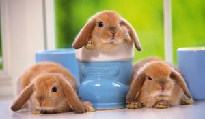 Preview wallpaper rabbits, three, sitting, kids