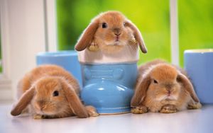 Preview wallpaper rabbits, three, sitting, kids