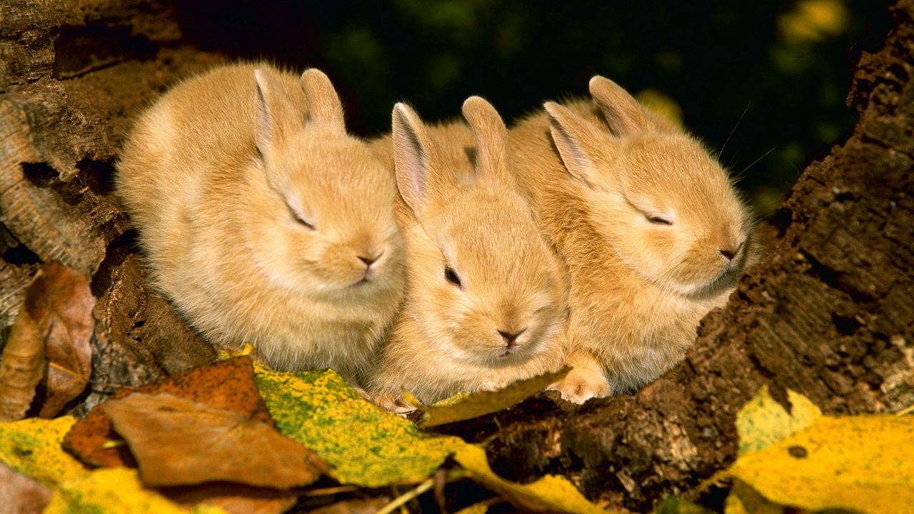 Wallpaper rabbits, three, sleep