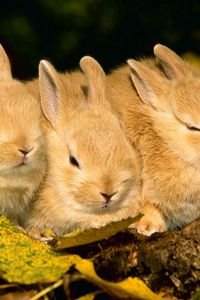 Preview wallpaper rabbits, three, sleep