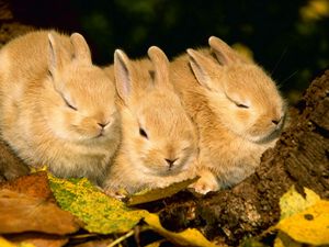 Preview wallpaper rabbits, three, sleep