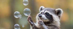 Preview wallpaper raccoon, animal, bubbles, cute