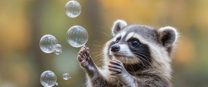 Preview wallpaper raccoon, animal, bubbles, cute