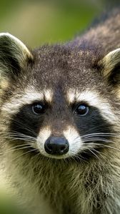 Preview wallpaper raccoon, animal, cute, wildlife