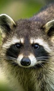 Preview wallpaper raccoon, animal, cute, wildlife